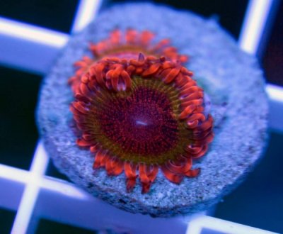 ZOA SPOTLIGHT: How The Speckled Krakatoa Got Its Name