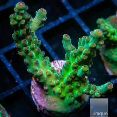 Acropora with Potential 299 135.JPG