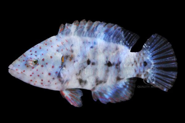 10-30-23-freckle-face-broom-tail-wrasse.jpg