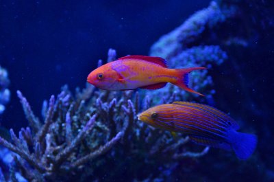 All About Reef Safe Wrasses in Aquaria