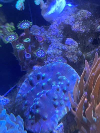 tempImageo14Lc1.jpg