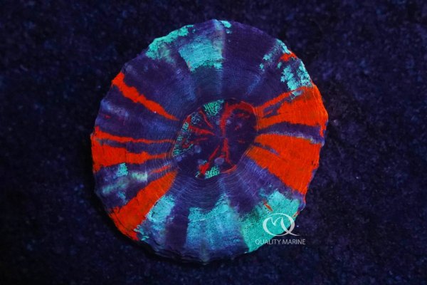 11-7-23-ultra-warpaint-scoly.jpg 11-7-23-ultra-warpaint-scoly.jpg