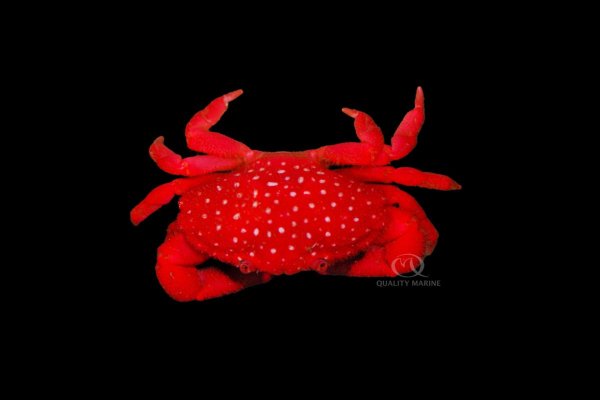 red-round-crab-11-20-23.jpg