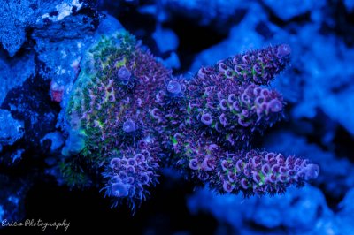 Corals 08-13-2016-16.jpg