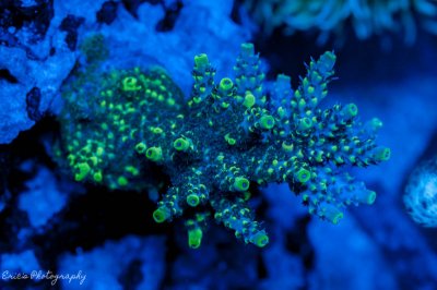 Corals 08-13-2016-15.jpg