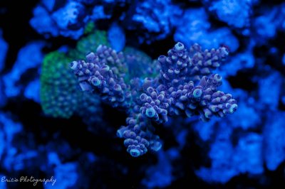 Corals 08-13-2016-14.jpg