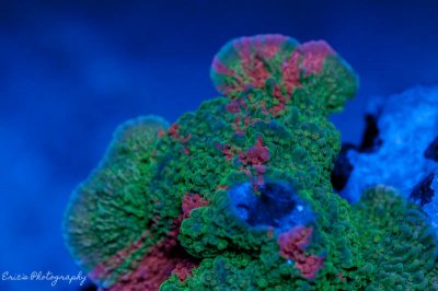Corals 08-13-2016-13.jpg