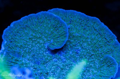 Corals 08-13-2016-12.jpg