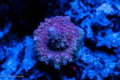 Corals 08-13-2016-11.jpg