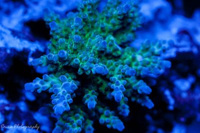 Corals 08-13-2016-10.jpg