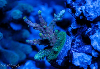 Corals 08-13-2016-9.jpg