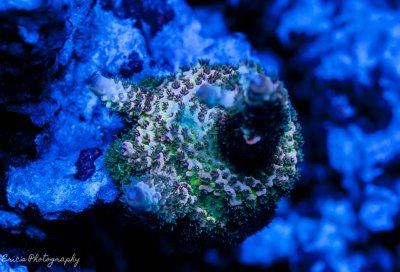 Corals 08-13-2016-6.jpg