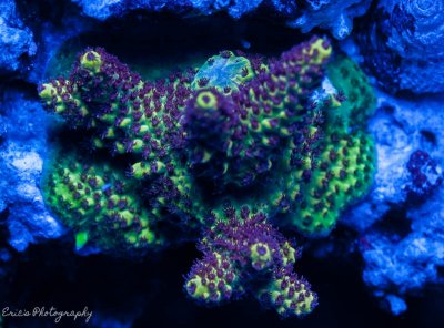 Corals 08-13-2016-5.jpg