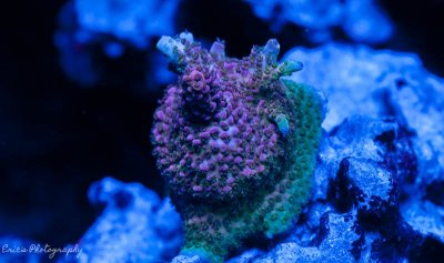 Corals 08-13-2016-4.jpg