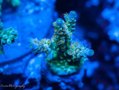 Corals 08-13-2016-3.jpg