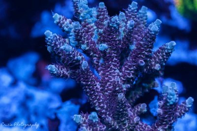 Corals 08-13-2016-2.jpg
