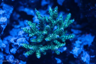 Corals 08-13-2016.jpg