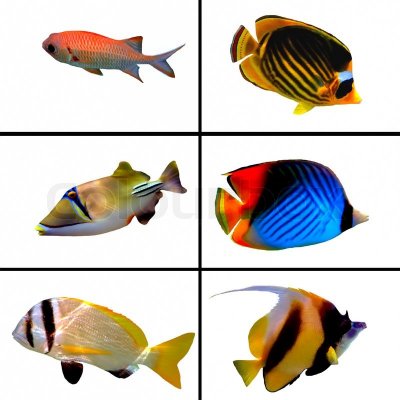 fish.poster.jpg