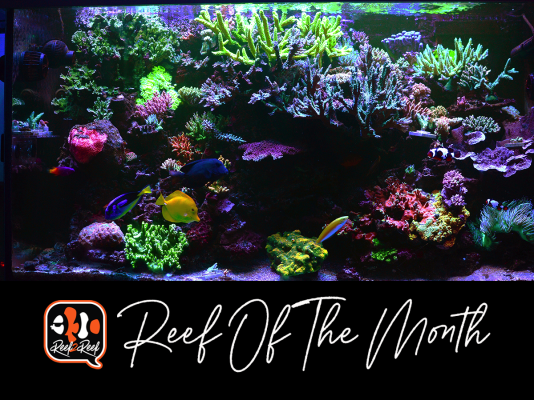 REEF OF THE MONTH - December 2023: Maxwell's Journey to a Marine Masterpiece!