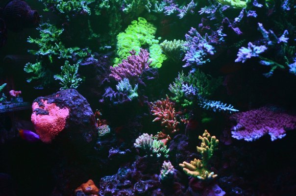 reef1.jpg