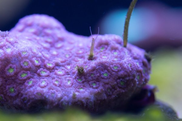 coral-7004.jpg