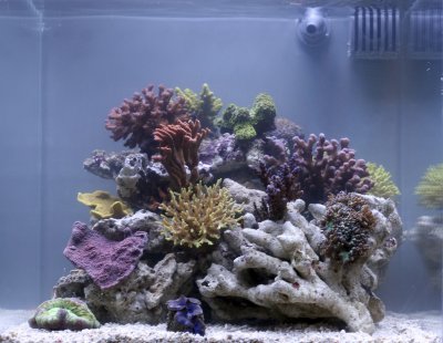 Coral-aquarium-000029016760_Medium.jpg