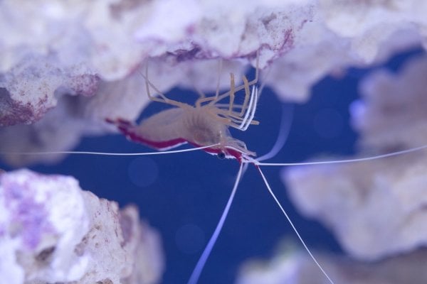 shrimp-7021.jpg