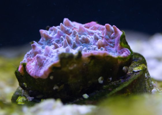 crusty-7067.jpg