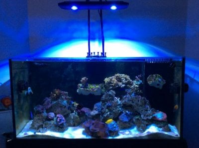 Kessil-AP700.jpg