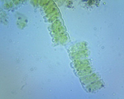 Bacteria Test 1-0001(6).png