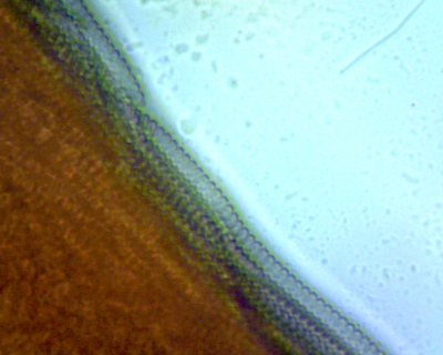 Bacteria Test 1-0002(2).png