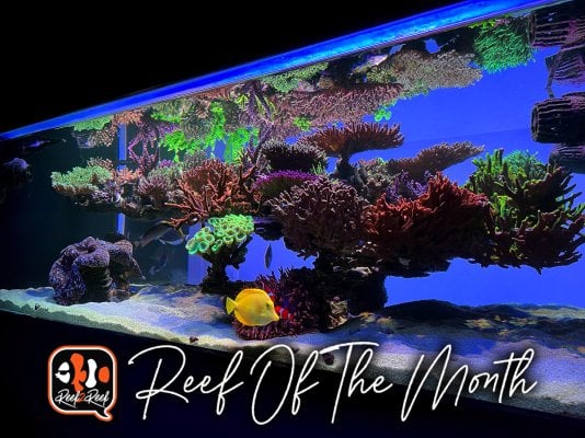 REEF OF THE MONTH - January 2024: Andre Takahashi's Mesmerizing SPS Scape!