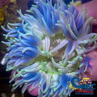 ca-sierra-mar-long-tentacle-anemone-longtentacleanemone-175_160x160@2x.jpg