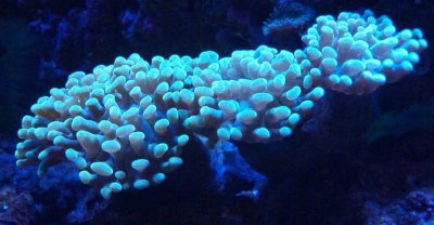 Hammer Coral.jpg