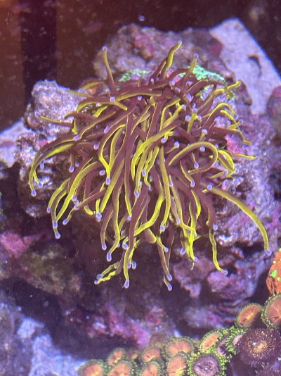 3. Purple tip torch coral.jpg