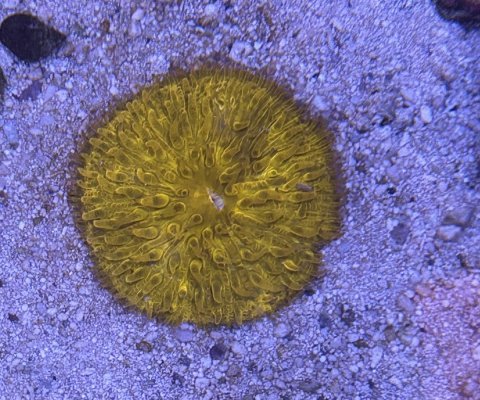 8. Orange Plate Coral.jpg