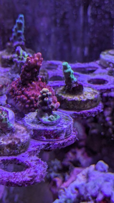 4 coral.jpg