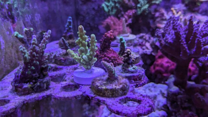 3 coral 3.jpg