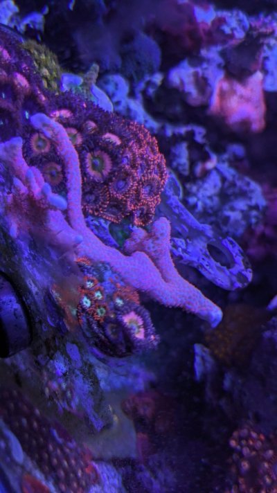 2 coral 2.jpg