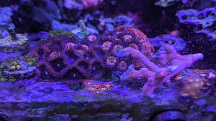 1 Coral 1.jpg