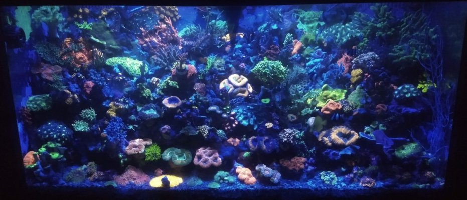 Evilexotica mixed reef
