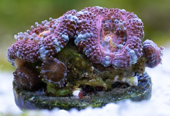 coral-stacks--3.jpg