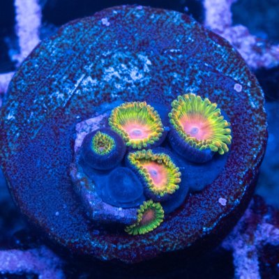 Awesome Blossom Zoanthid.jpg