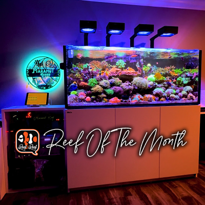 REEF OF THE MONTH - February 2024: Maramotreef's Reef