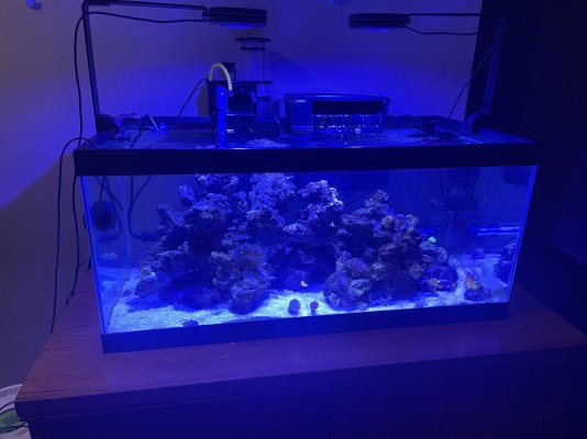 Fish Tank 1.JPEG