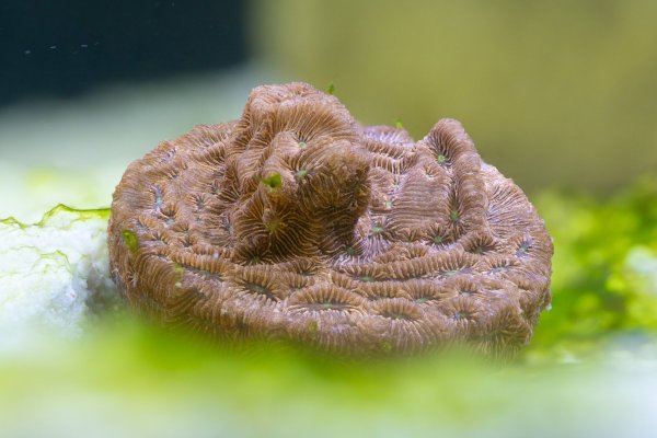 coral-stacks-.jpg