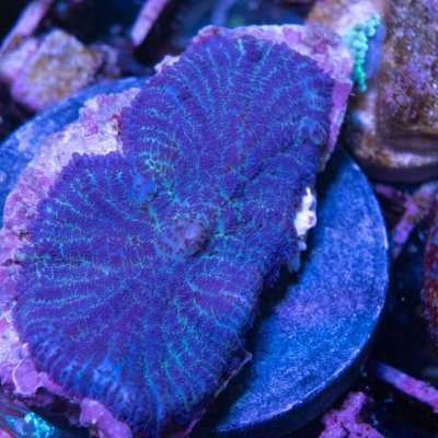 Purple Rhodactis Mushroom.jpg