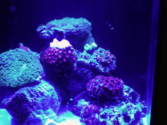 Zoas Reef Plus.jpg