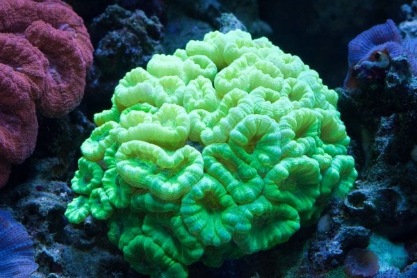 Green-Candy-Cane-Coral.jpg