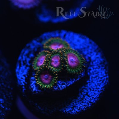 awesome-blossoms-zoa-blue.jpg